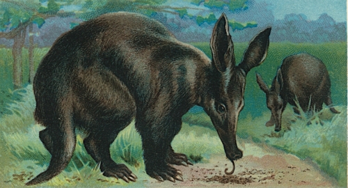 Aardvark