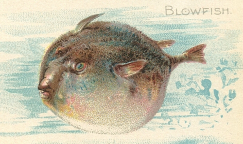 Blowfish