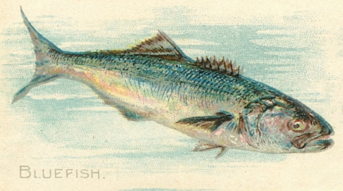 Bluefish