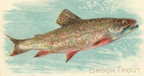 Brook-Trout