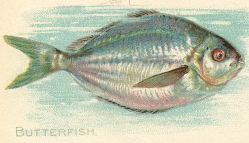 Butterfish