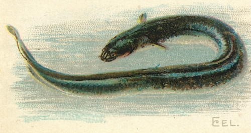 Eel