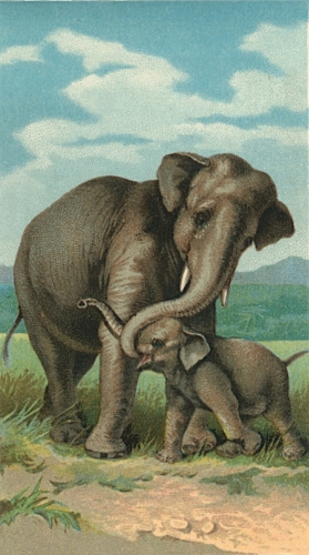 Elephants