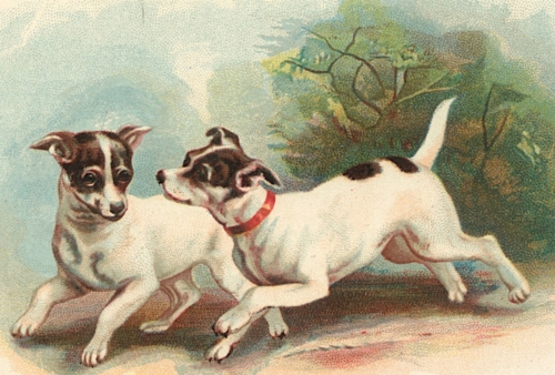 Fox Terriers - Caption Removed