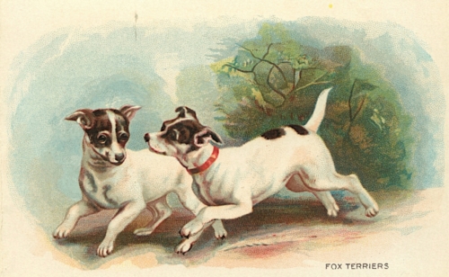 Fox Terriers