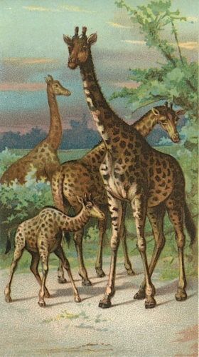 Giraffes