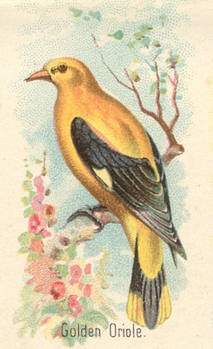 Goldon-Oriole