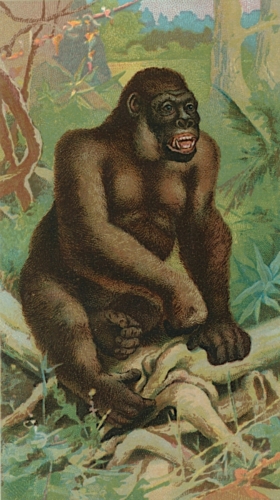 Gorilla