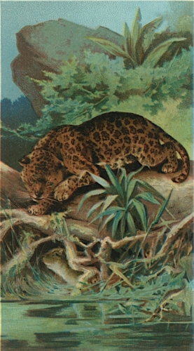 Jaguar