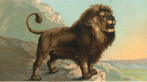 Lion