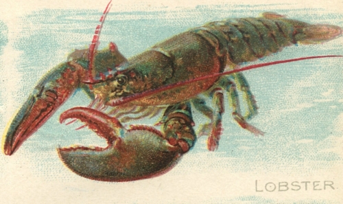 Lobster