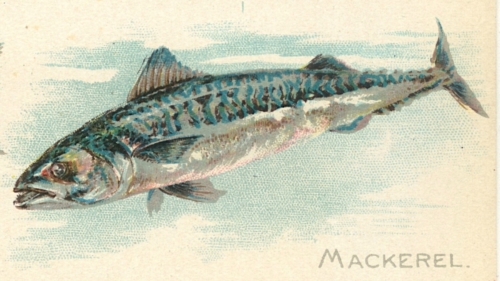 Mackerel