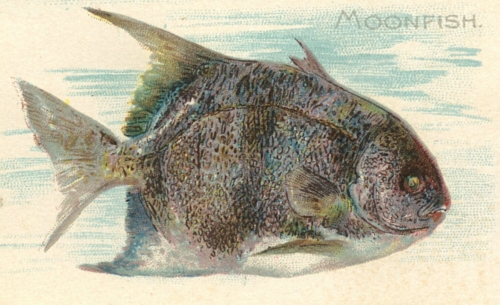 Moonfish