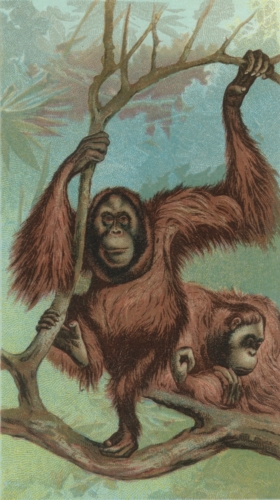 Orangutan