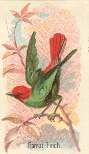 Parrot-Finch