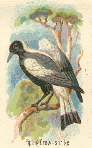 Piping-Crow-shrike