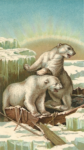 Polar Bears