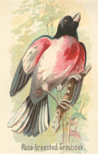 Rose-breasted-Grosbeak