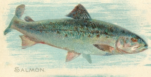 Salmon