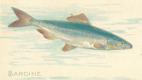 Sardine