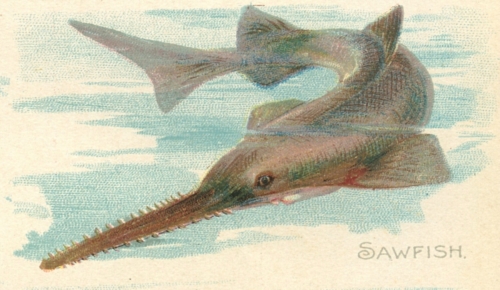 Sawfish