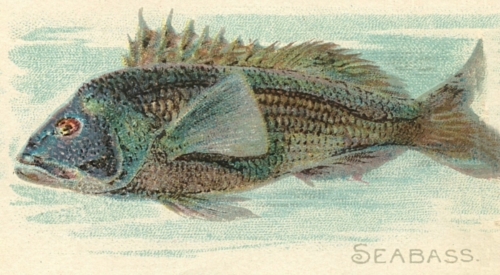 Seabass-Sea-Bass