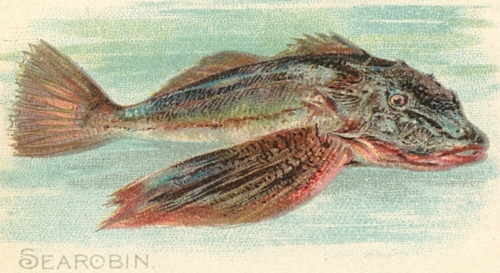 Searobin-Sea-Robin