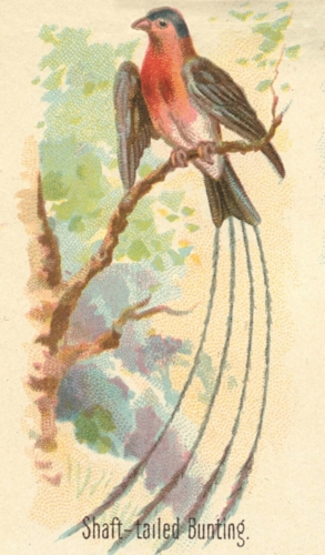 Shaft-tailed-Bunting