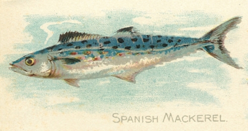 Spanish-Mackerel