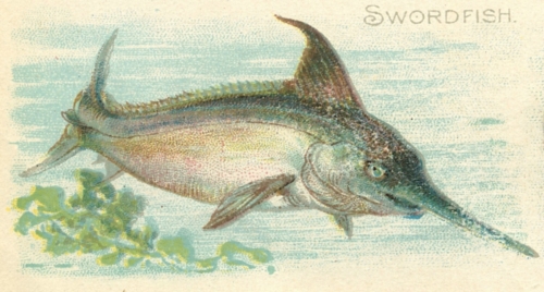 Swordfish