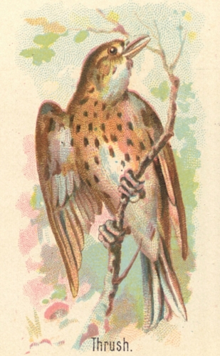 Thrush