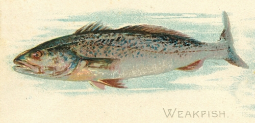 Weakfish