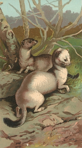 Weasels