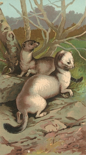 Weasels