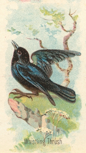 Whistling-Thrush