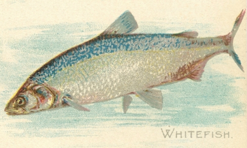 Whitefish