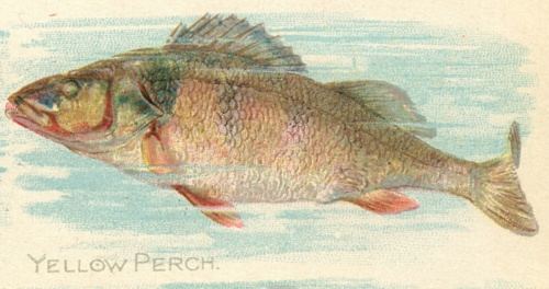 Yellow-Perch