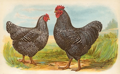 Barred Plymouth Rocks