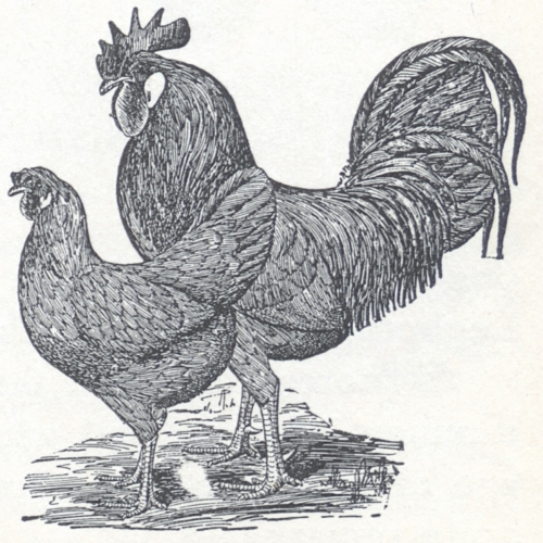 Buff Leghorn