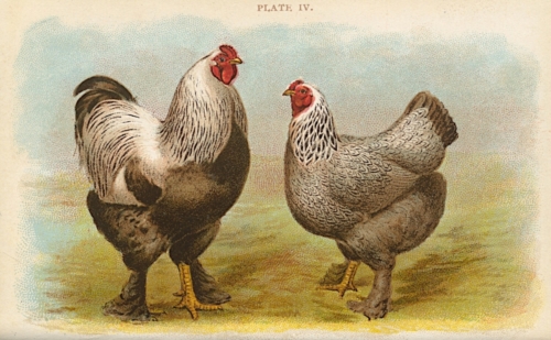 Dark Brahmas