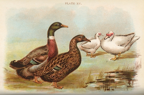 Ducks