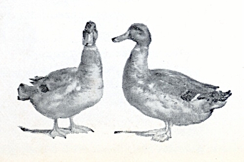 Ducks