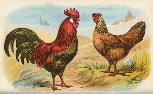 Leghorns