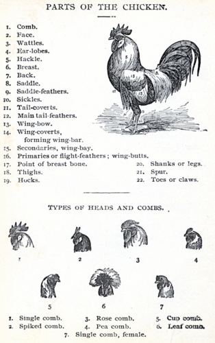 Parts of the Chicken