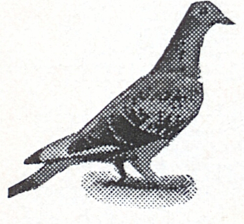 Pigeon