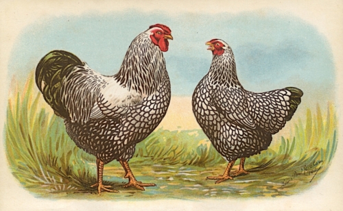 Silver Laced Wyandottes