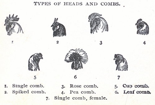 Types of Heads and Combs