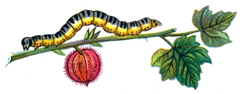 Abraxas grossulariata caterpillar