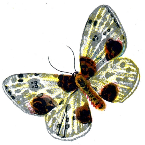 Abraxas sylvata