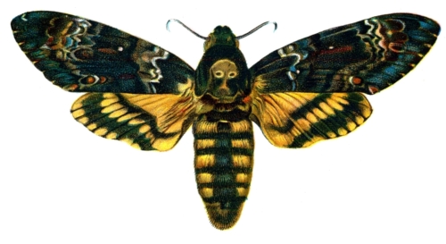 European Butterflies - Old Book Art